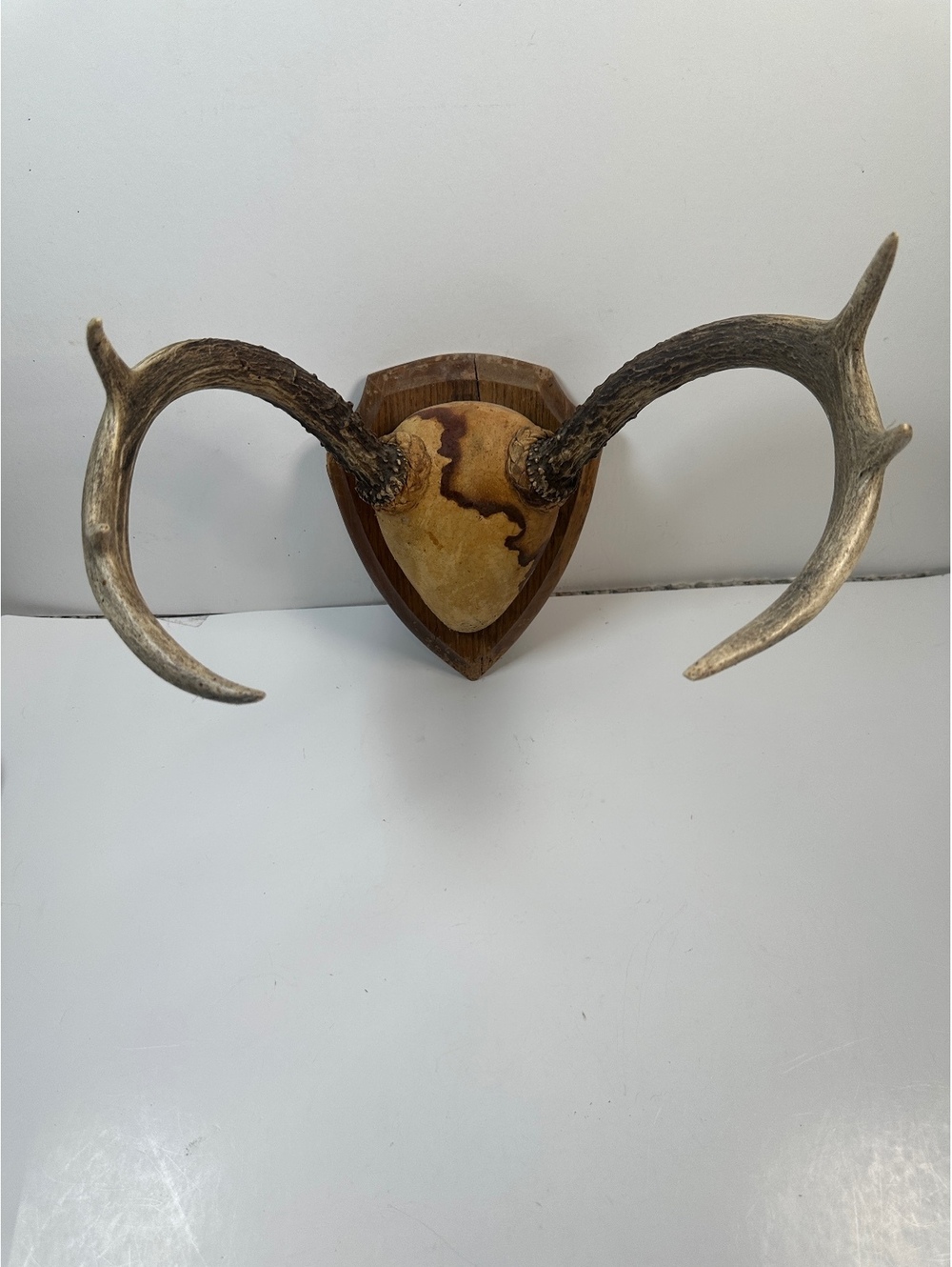 6-Point Deer Antler Leather Wood Mount Cabin Man Cave Taxidermy Rustic Decor